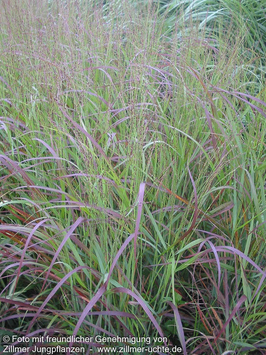 Ruten-Hirse 'Shenandoah' (Panicum virgatum)