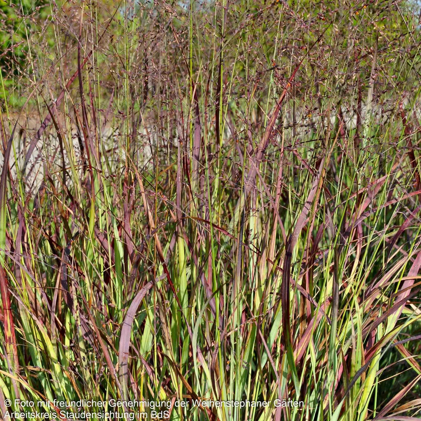 Ruten-Hirse 'Shenandoah' (Panicum virgatum)