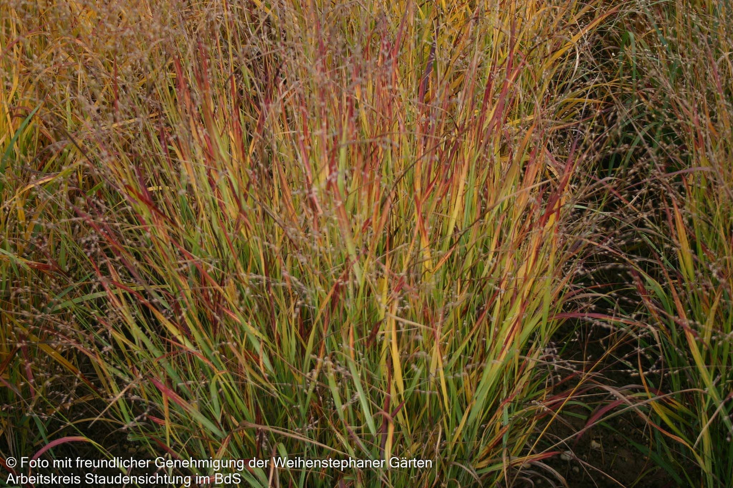 Ruten-Hirse 'Shenandoah' (Panicum virgatum)