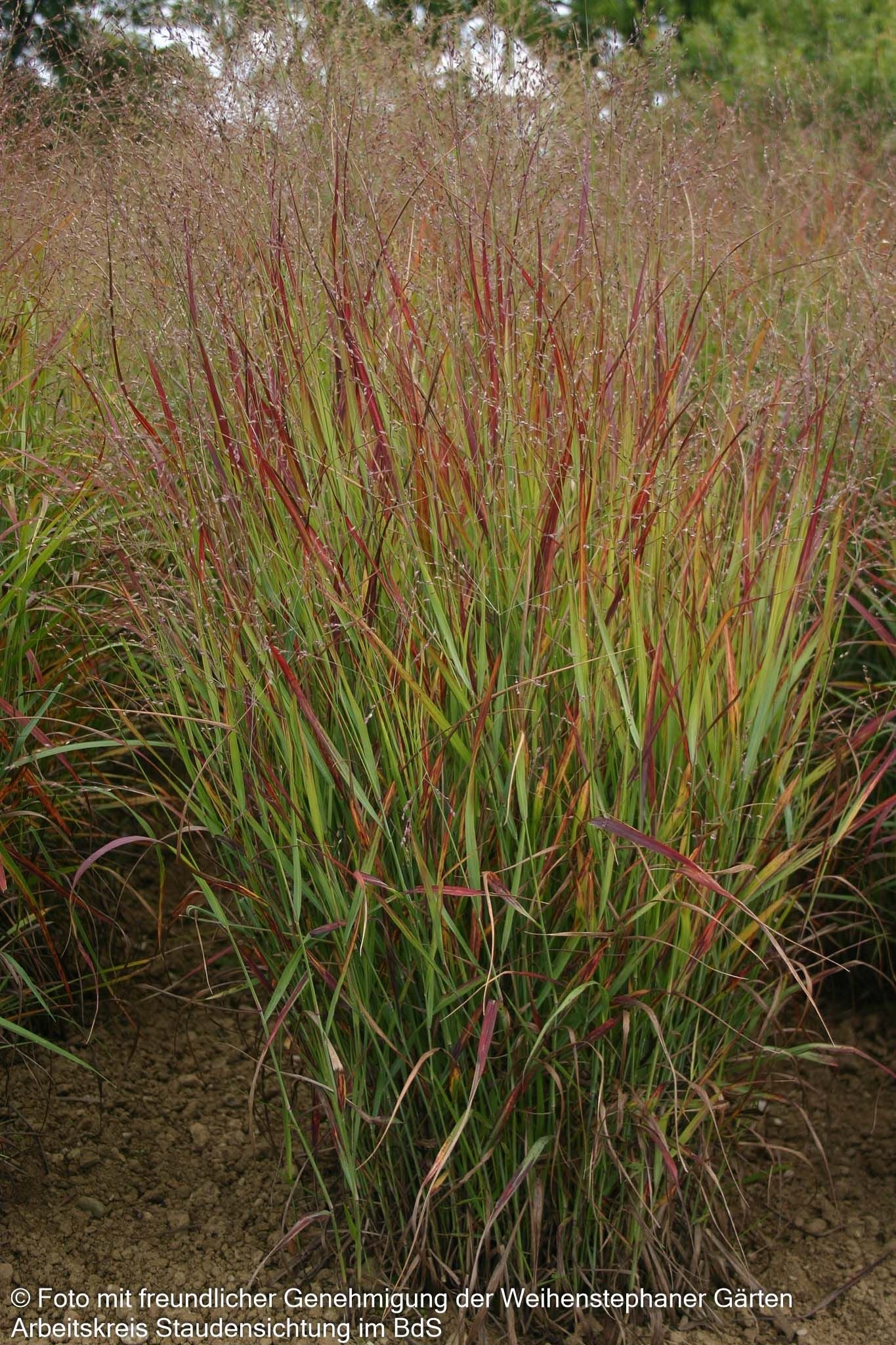 Ruten-Hirse 'Shenandoah' (Panicum virgatum)