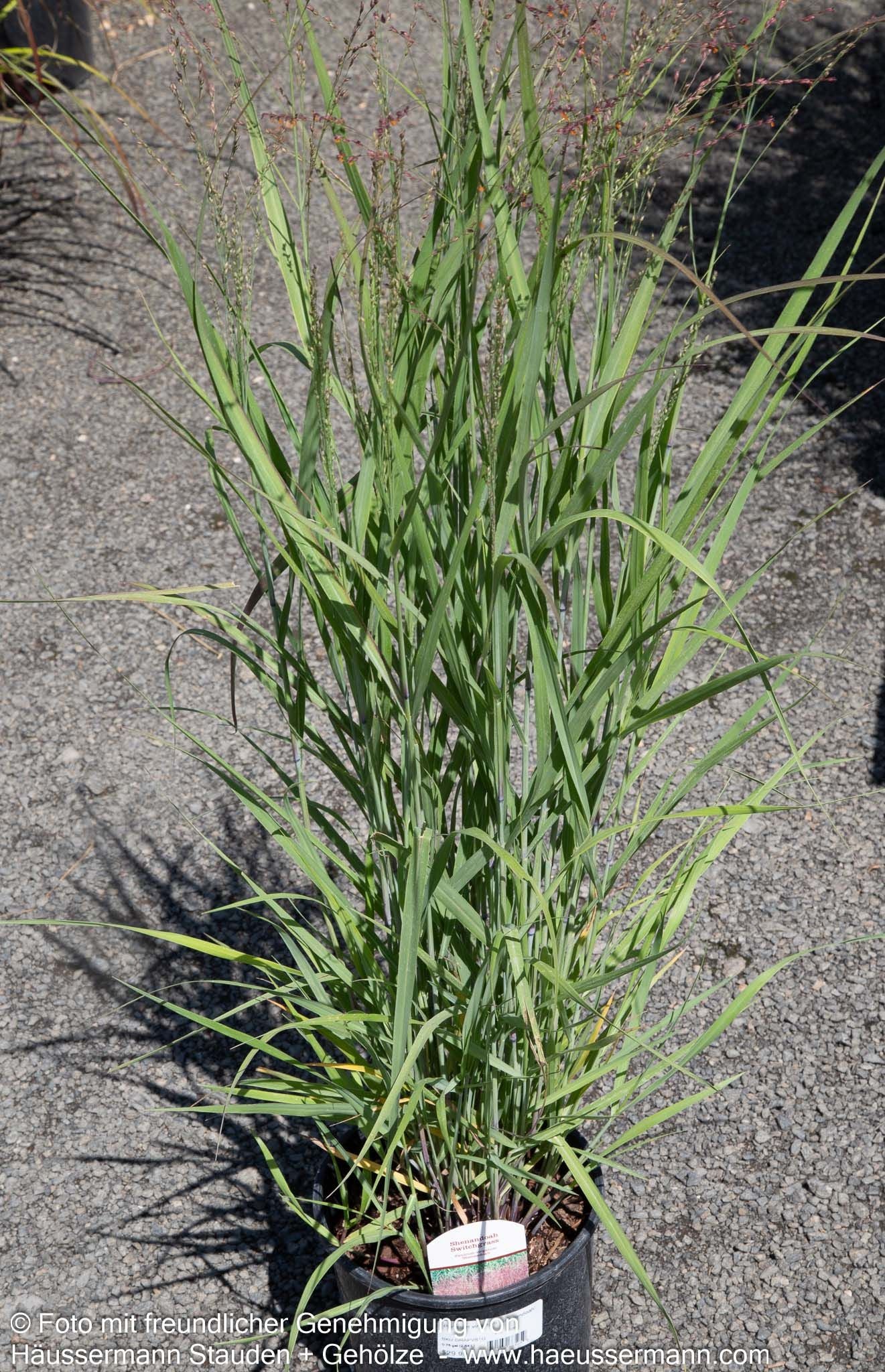Ruten-Hirse 'Shenandoah' (Panicum virgatum)