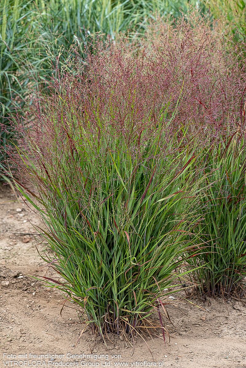 Ruten-Hirse 'Shenandoah' (Panicum virgatum)