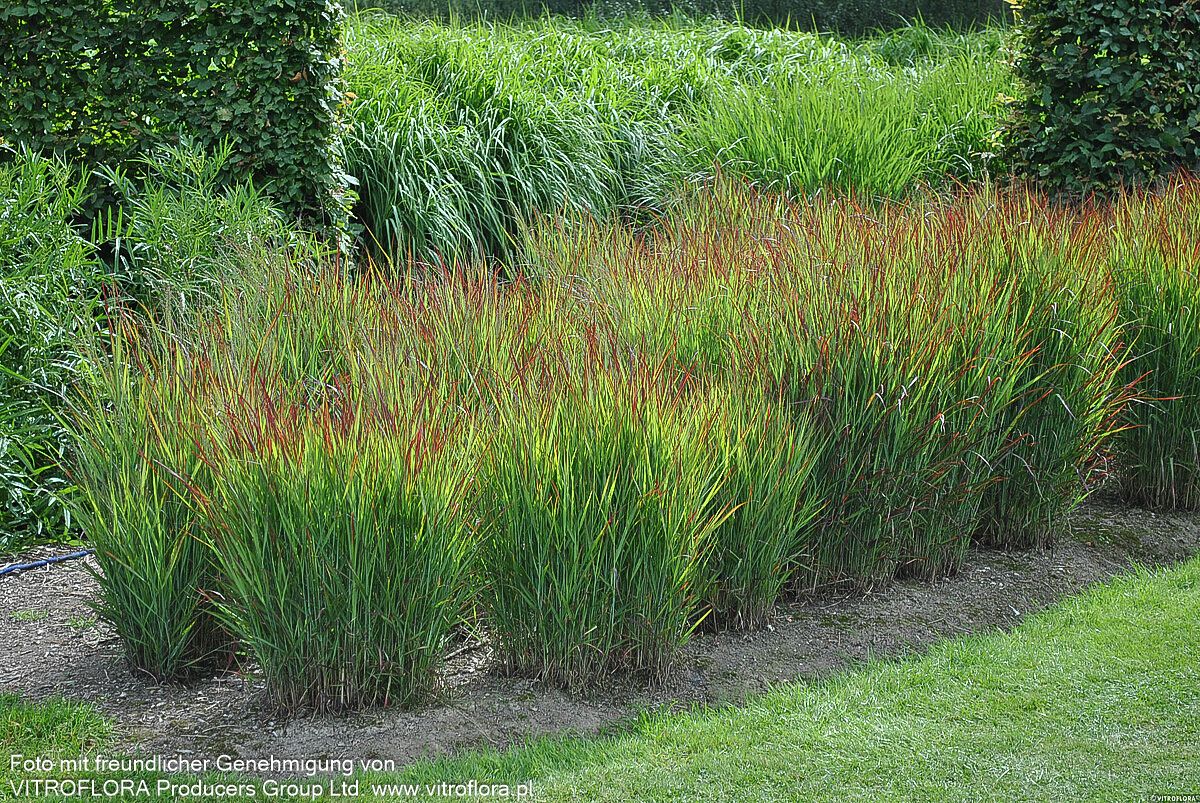 Ruten-Hirse 'Shenandoah' (Panicum virgatum)