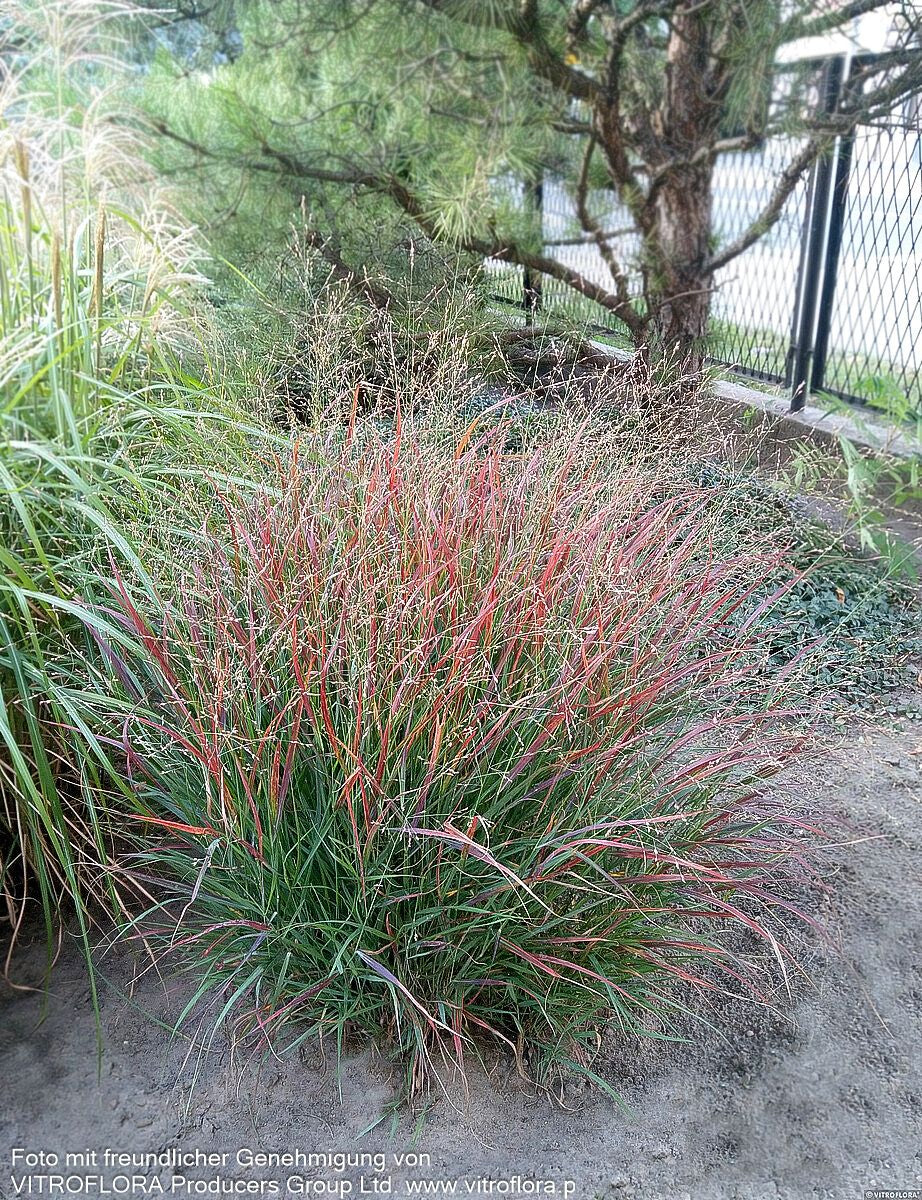 Ruten-Hirse 'Shenandoah' (Panicum virgatum)