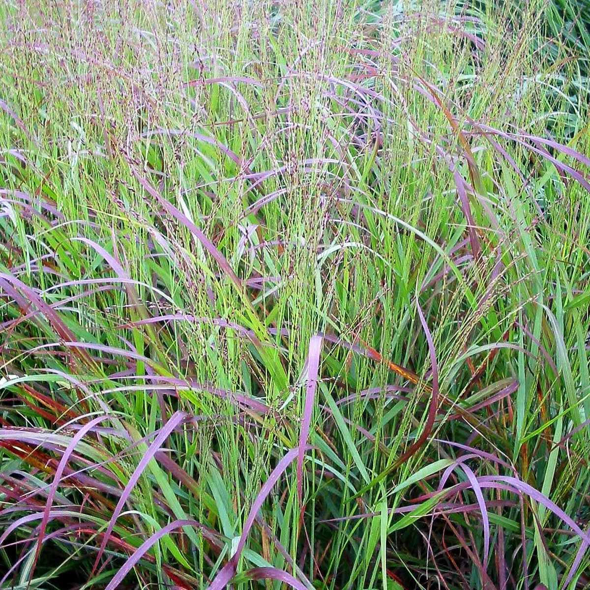Ruten-Hirse 'Shenandoah' (Panicum virgatum)