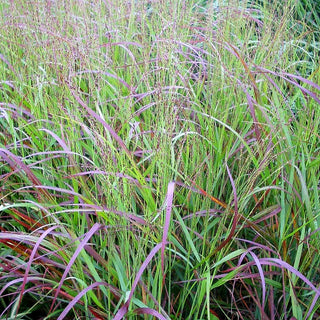 Ruten-Hirse 'Shenandoah' (Panicum virgatum)