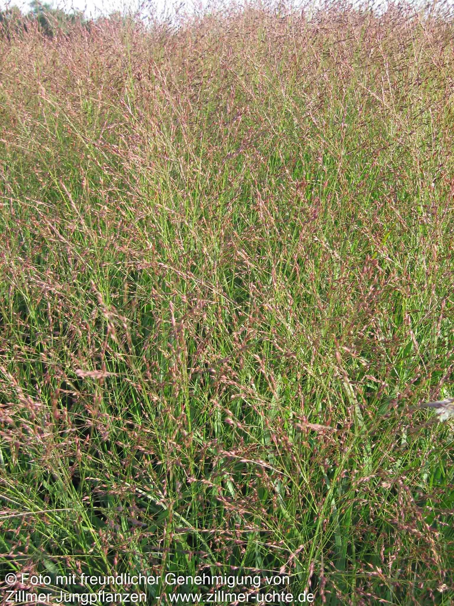 Ruten-Hirse 'Shenandoah' (Panicum virgatum)