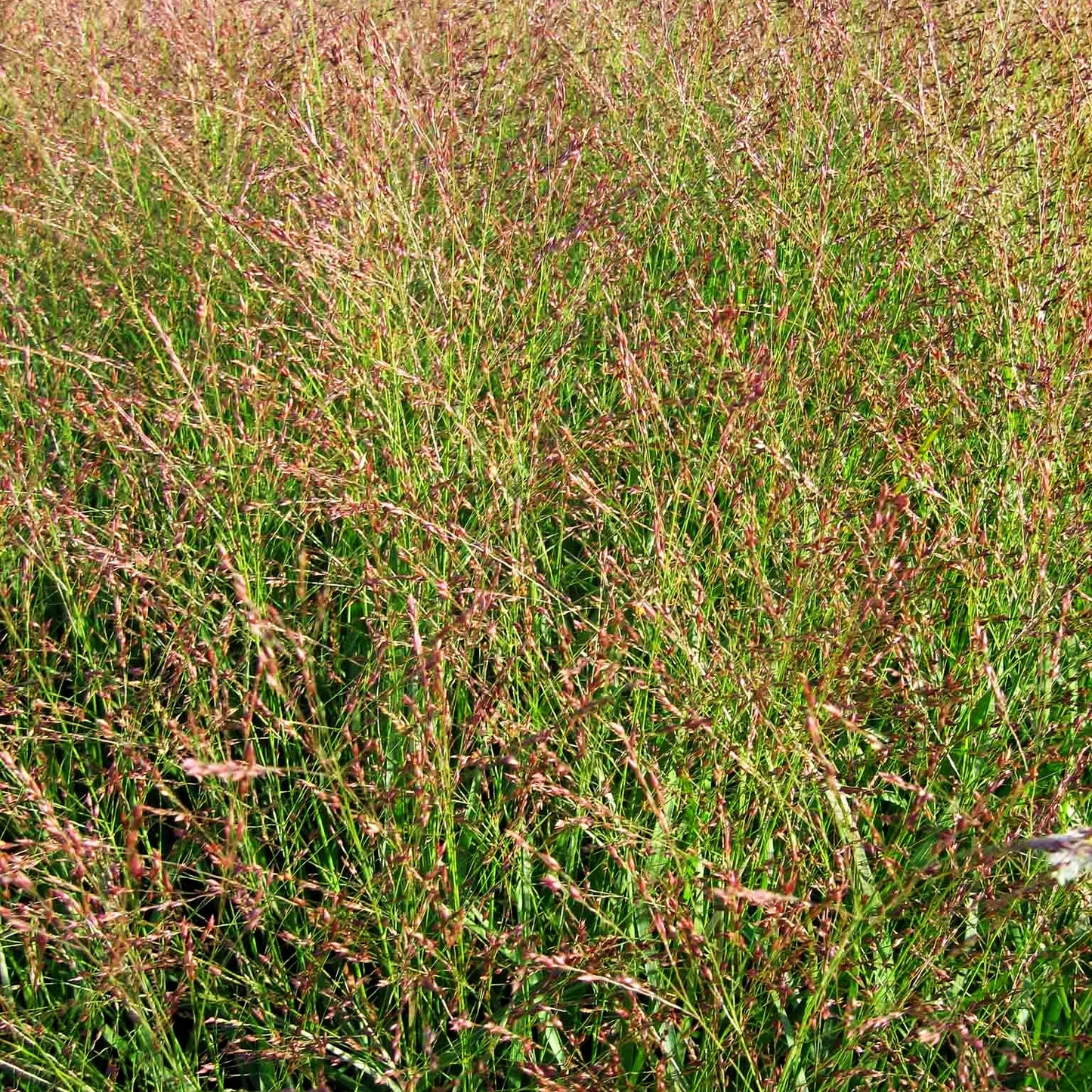 Ruten-Hirse 'Shenandoah' (Panicum virgatum)