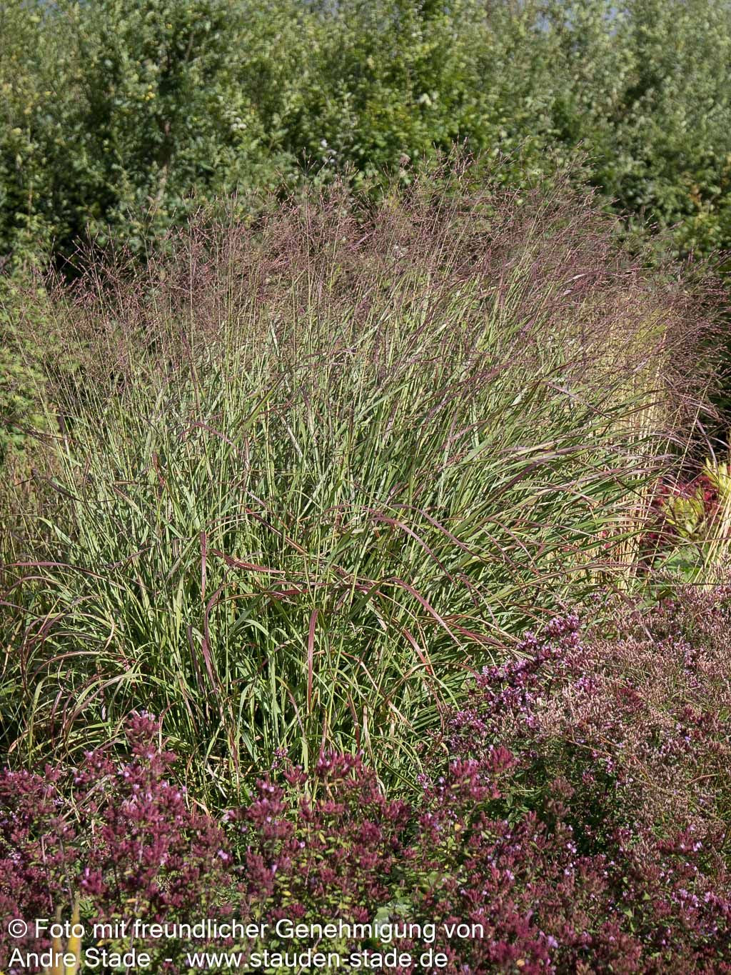 Ruten-Hirse 'Shenandoah' (Panicum virgatum)