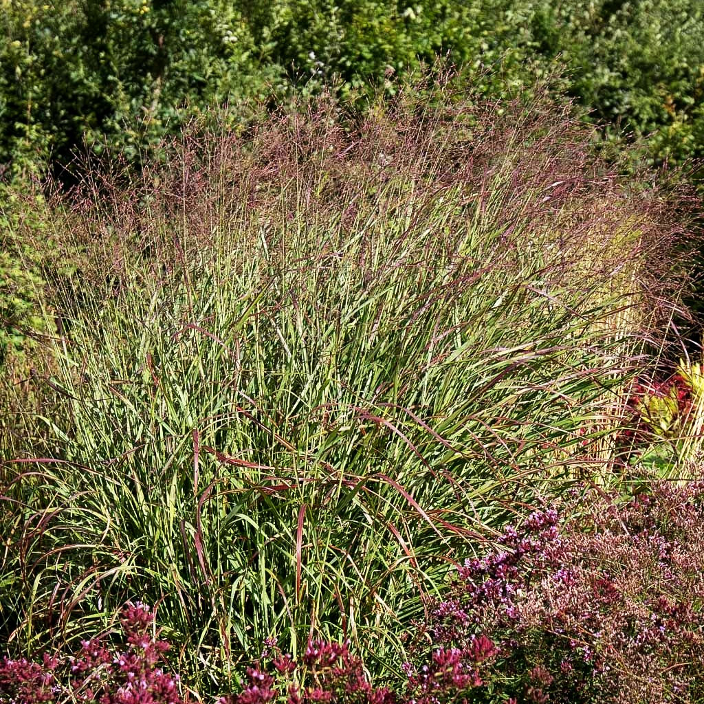 Ruten-Hirse 'Shenandoah' (Panicum virgatum)