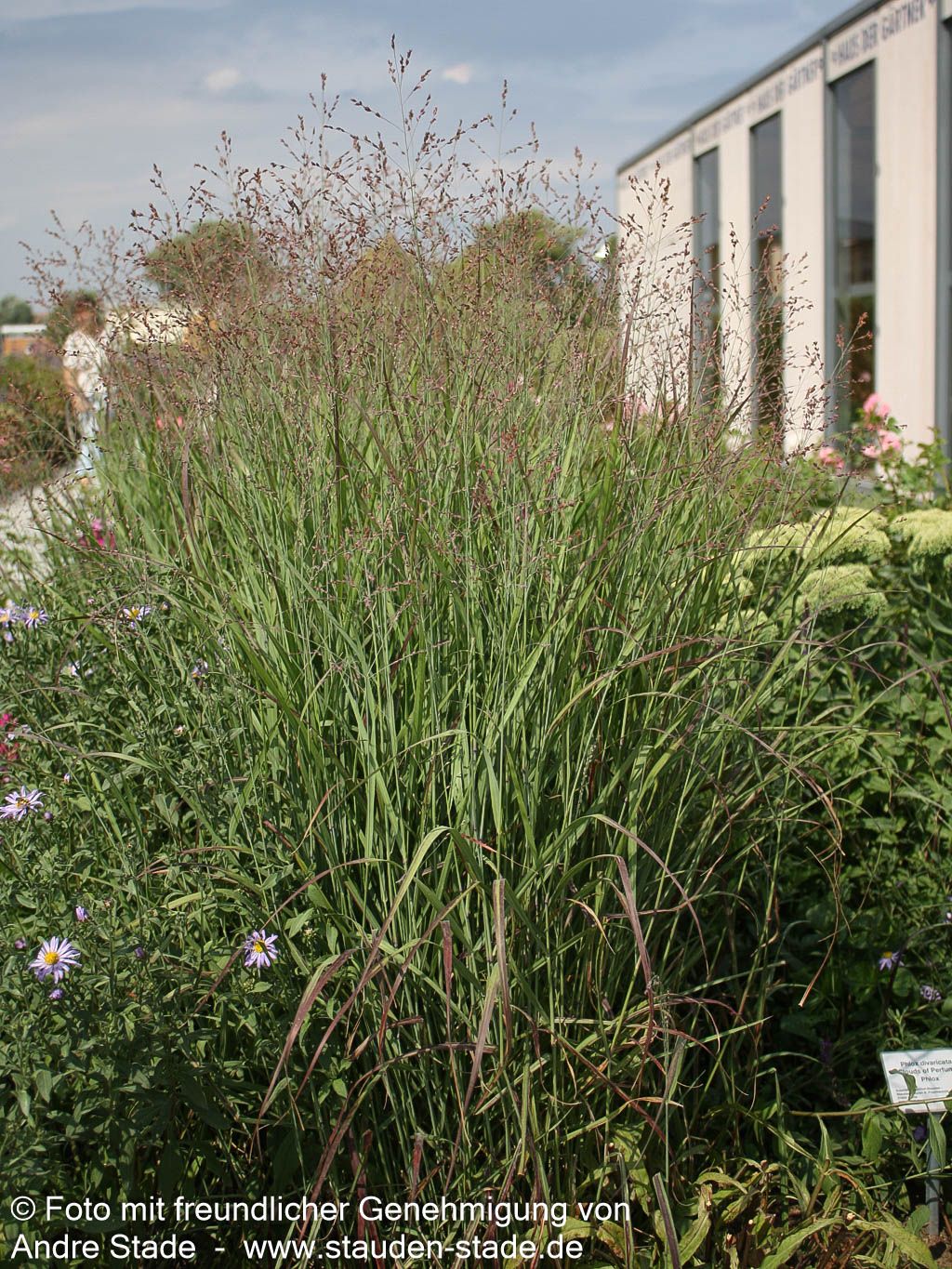 Ruten-Hirse 'Shenandoah' (Panicum virgatum)