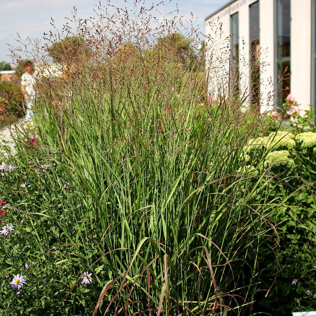 Ruten-Hirse 'Shenandoah' (Panicum virgatum)