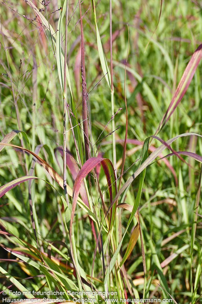 Ruten-Hirse 'Shenandoah' (Panicum virgatum)