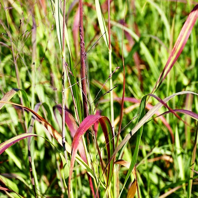 Ruten-Hirse 'Shenandoah' (Panicum virgatum)