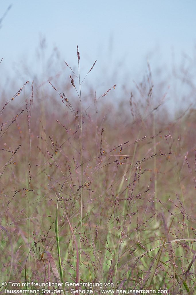 Ruten-Hirse 'Shenandoah' (Panicum virgatum)