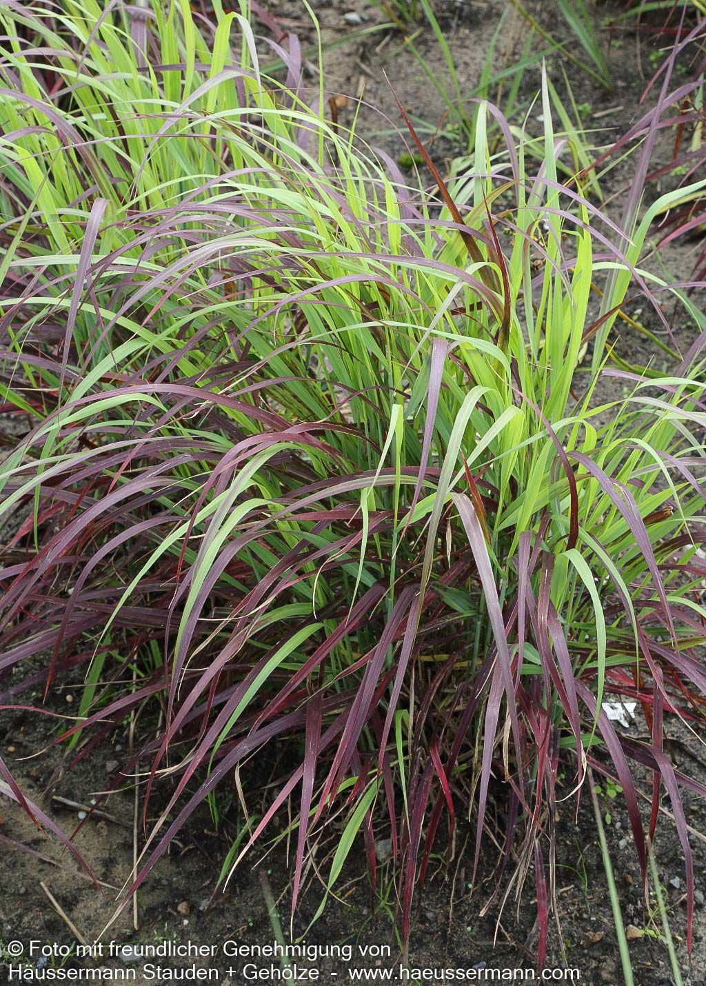 Ruten-Hirse 'Shenandoah' (Panicum virgatum)