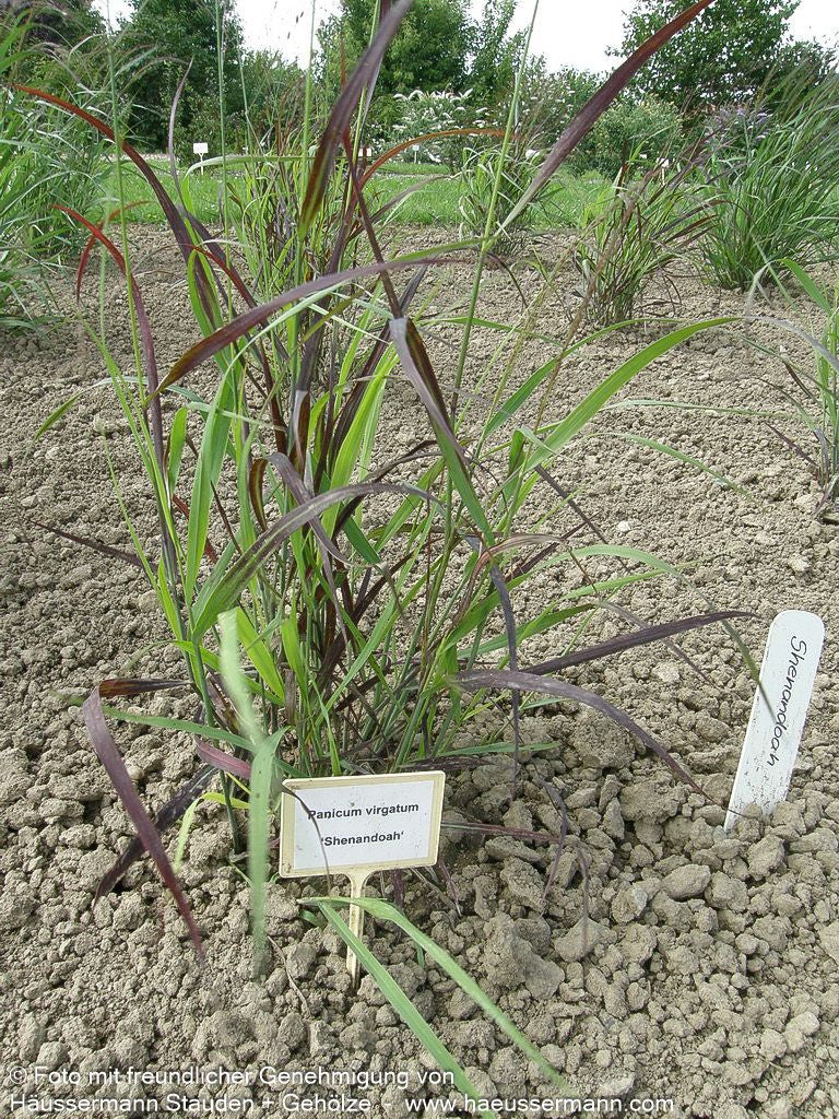 Ruten-Hirse 'Shenandoah' (Panicum virgatum)