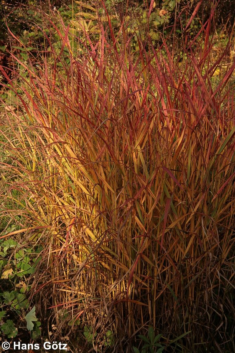 Ruten-Hirse 'Shenandoah' (Panicum virgatum)