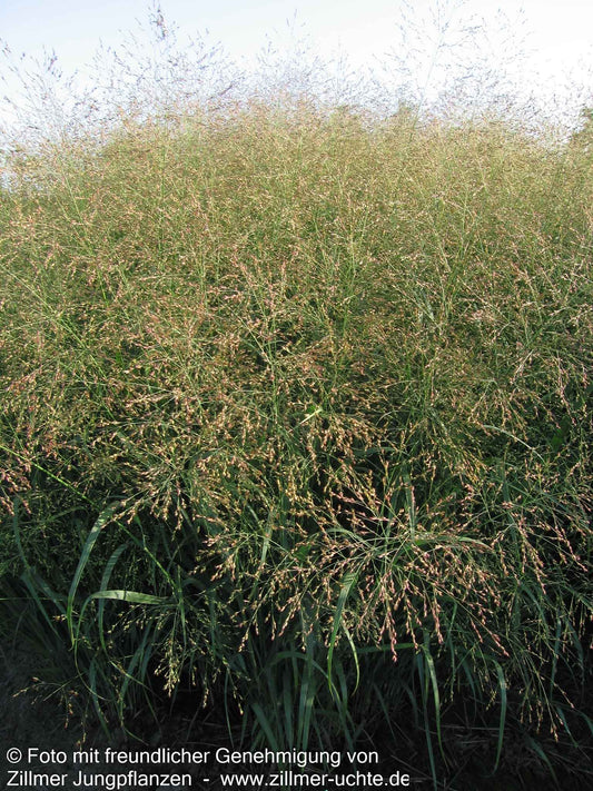 Ruten-Hirse 'Strictum' (Panicum virgatum)