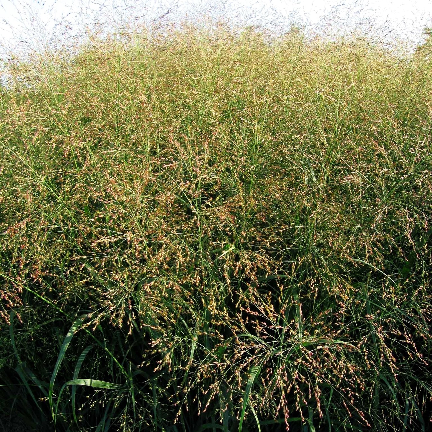 Ruten-Hirse 'Strictum' (Panicum virgatum)