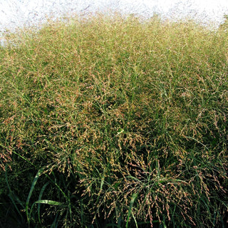 Ruten-Hirse 'Strictum' (Panicum virgatum)