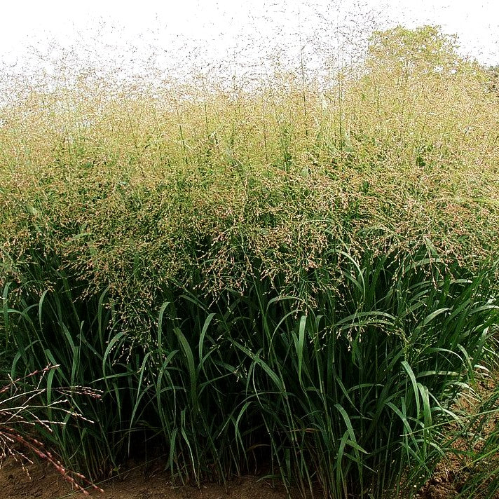 Ruten-Hirse 'Strictum' (Panicum virgatum)