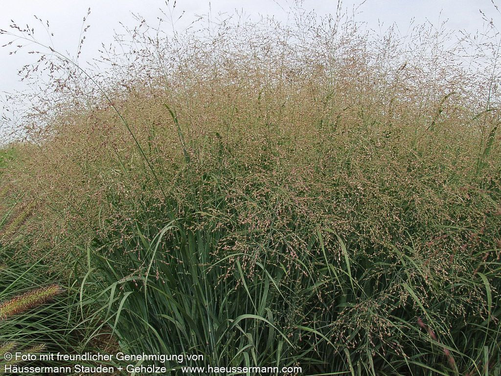 Ruten-Hirse 'Strictum' (Panicum virgatum)