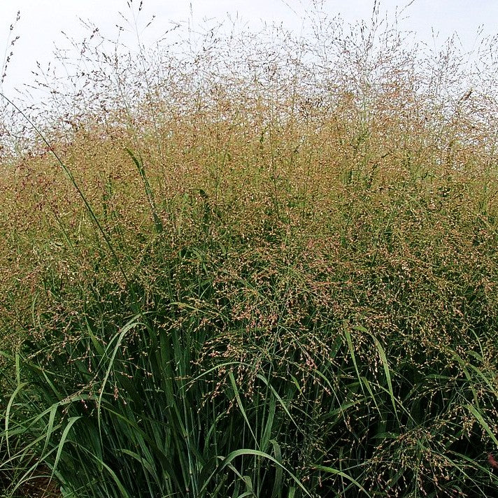Ruten-Hirse 'Strictum' (Panicum virgatum)