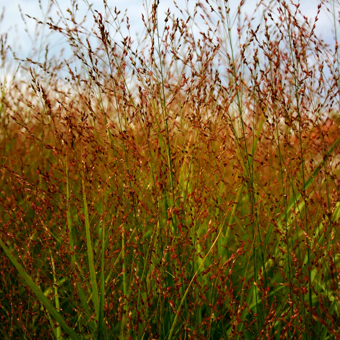 Ruten-Hirse 'Strictum' (Panicum virgatum)