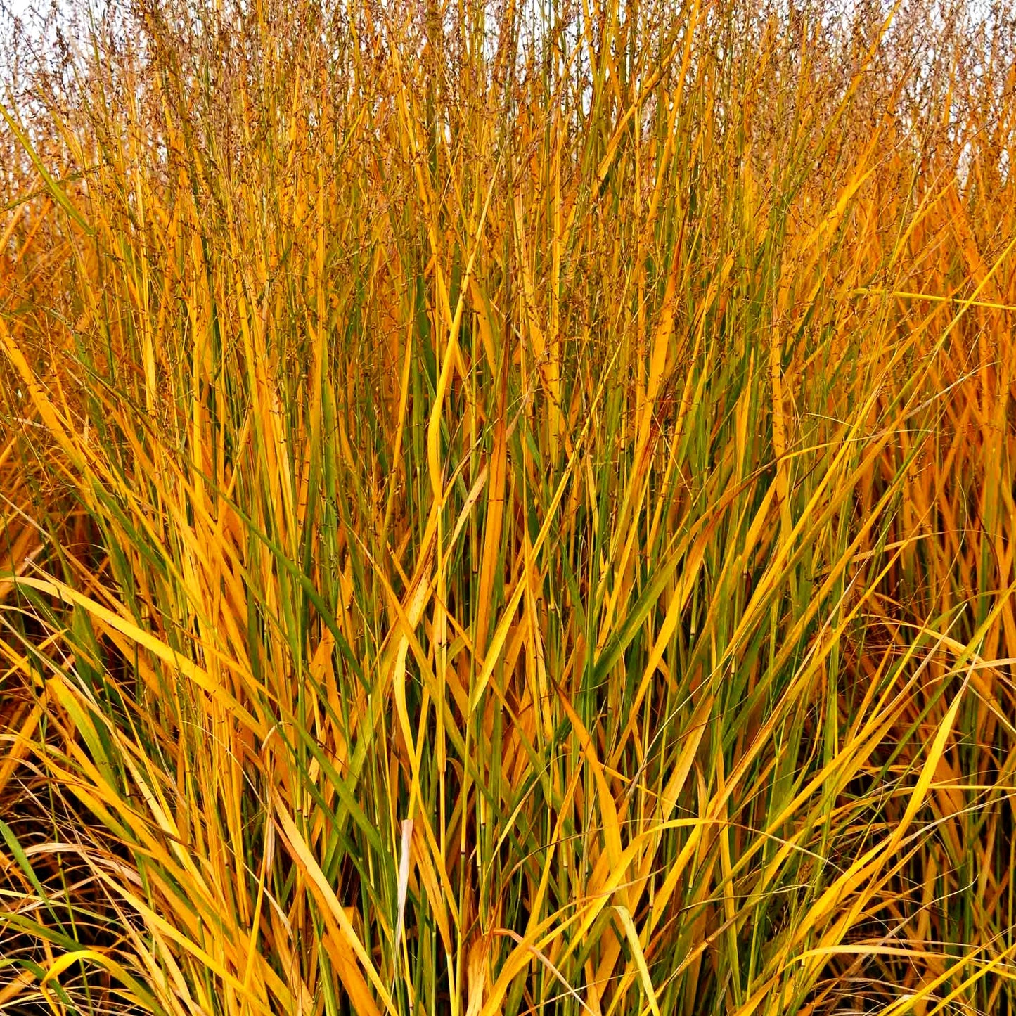 Ruten-Hirse 'Strictum' (Panicum virgatum)
