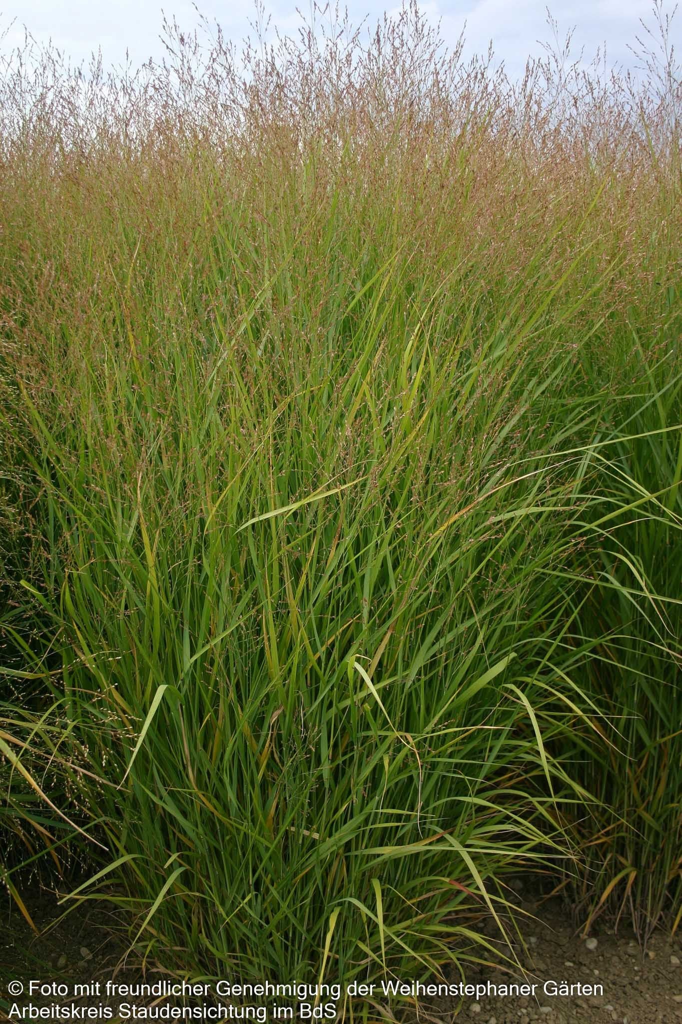 Ruten-Hirse 'Strictum' (Panicum virgatum)