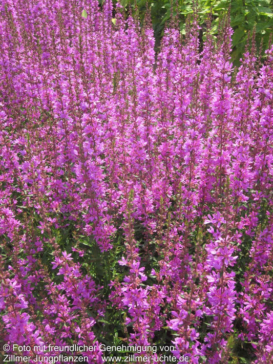 Ruten-Weiderich 'Dropmore Purple' (Lythrum virgatum)