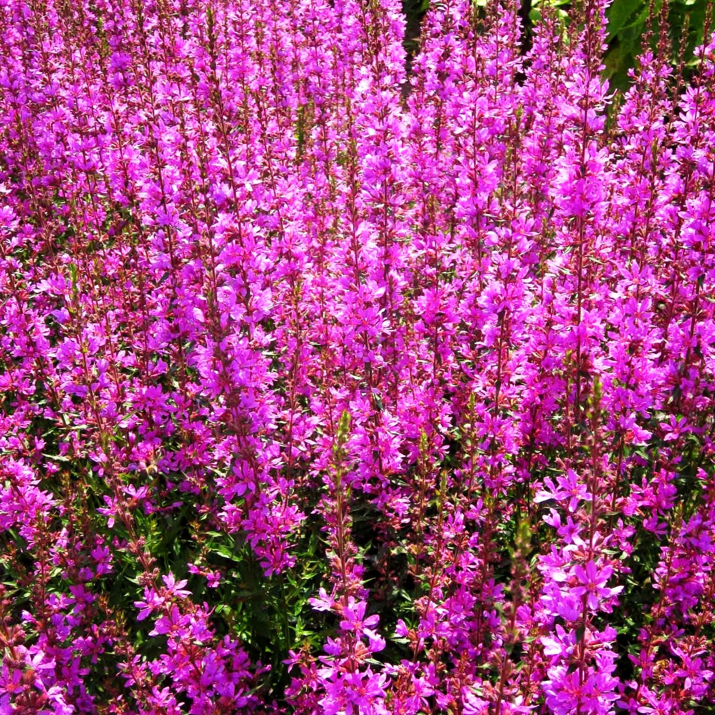 Ruten-Weiderich 'Dropmore Purple' (Lythrum virgatum)