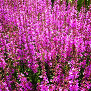 Ruten-Weiderich 'Dropmore Purple' (Lythrum virgatum)