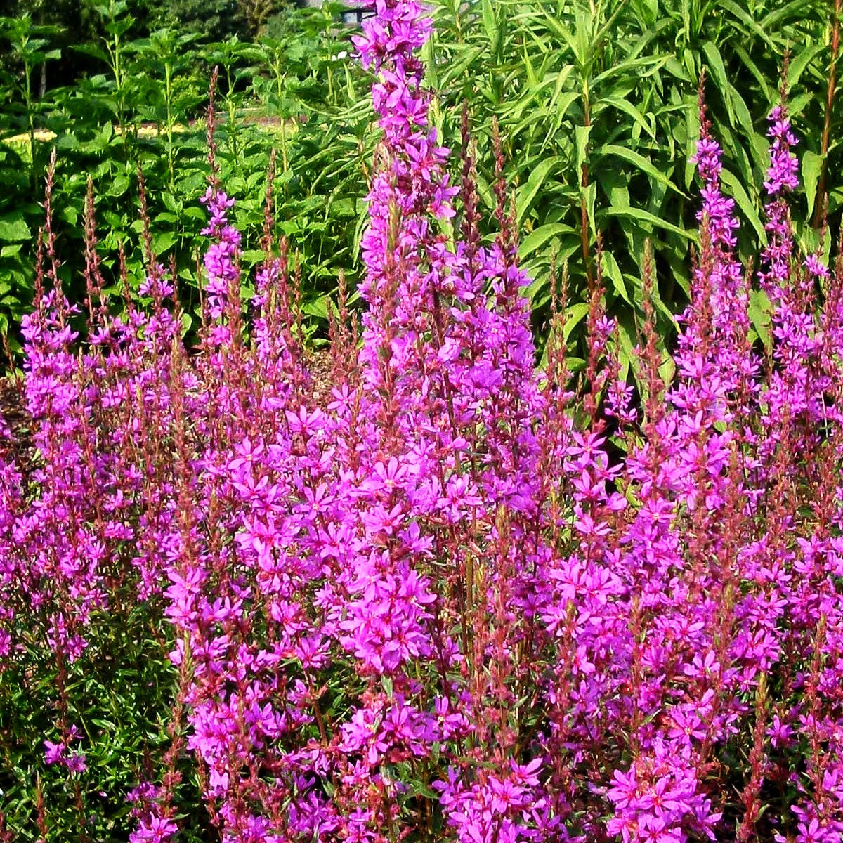 Ruten-Weiderich 'Dropmore Purple' (Lythrum virgatum)