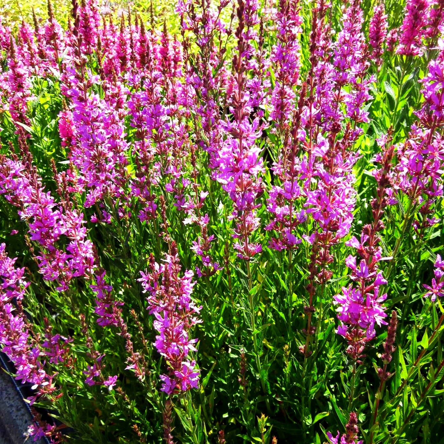 Ruten-Weiderich 'Dropmore Purple' (Lythrum virgatum)