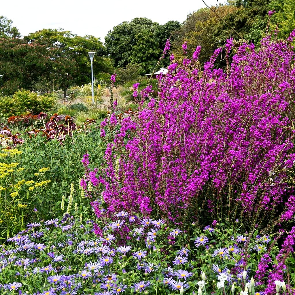 Ruten-Weiderich 'Dropmore Purple' (Lythrum virgatum)
