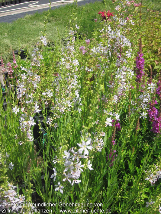 Ruten-Weiderich 'White Swirl' (Lythrum virgatum)