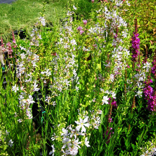 Ruten-Weiderich 'White Swirl' (Lythrum virgatum)