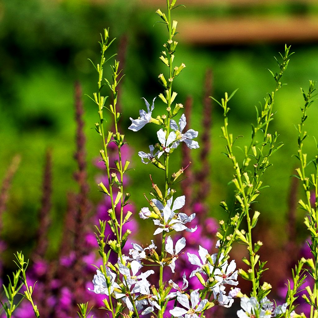 Ruten-Weiderich 'White Swirl' (Lythrum virgatum)