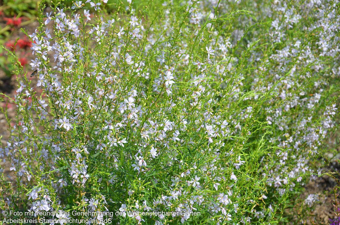 Ruten-Weiderich 'White Swirl' (Lythrum virgatum)