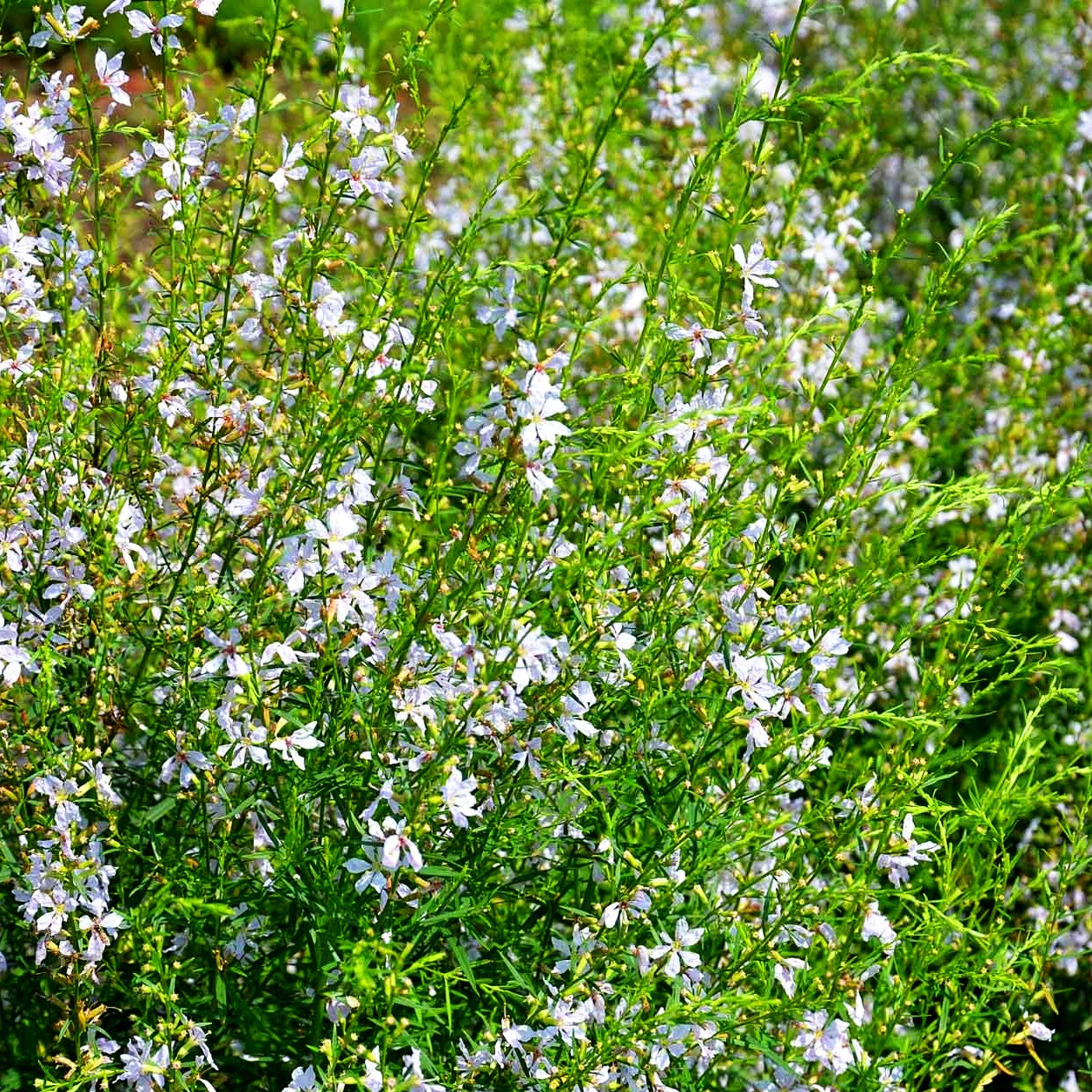 Ruten-Weiderich 'White Swirl' (Lythrum virgatum)
