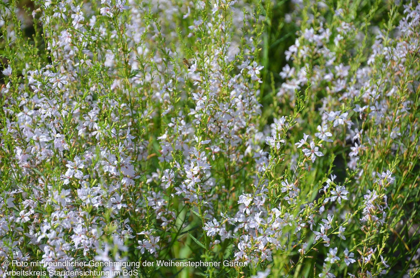 Ruten-Weiderich 'White Swirl' (Lythrum virgatum)