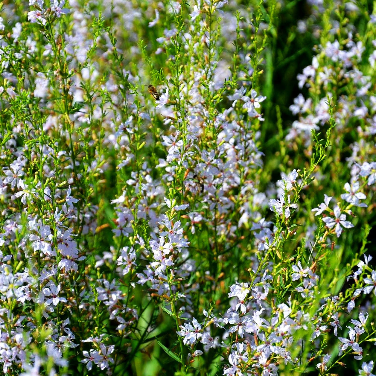 Ruten-Weiderich 'White Swirl' (Lythrum virgatum)