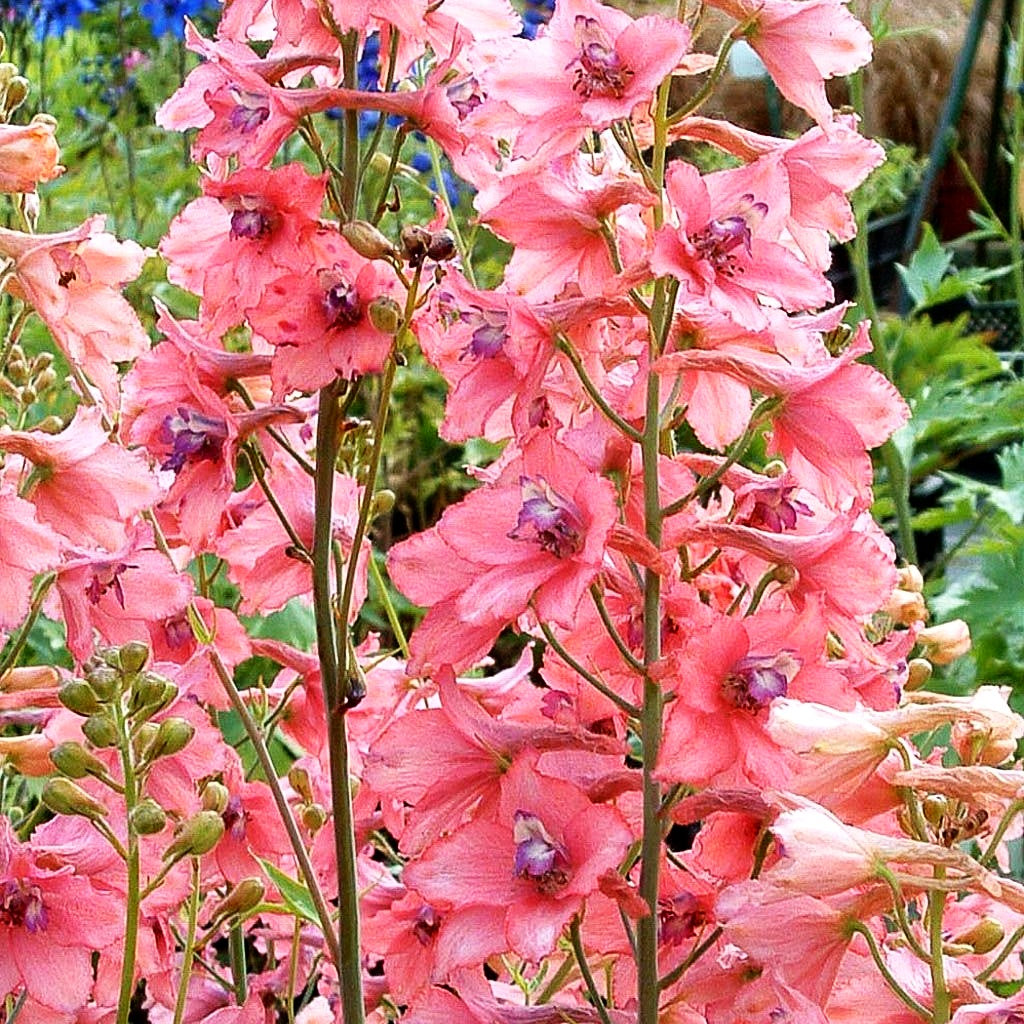 Ruys Rittersporn 'Pink Sensation' (Delphinium x ruysii)