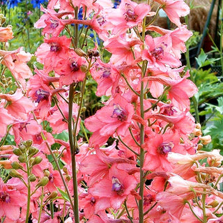 Ruys Rittersporn 'Pink Sensation' (Delphinium x ruysii)