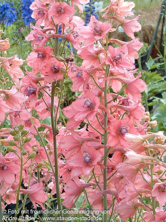 Ruys Rittersporn 'Pink Sensation' (Delphinium x ruysii)