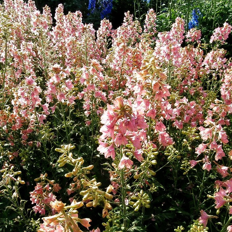 Ruys Rittersporn 'Pink Sensation' (Delphinium x ruysii)