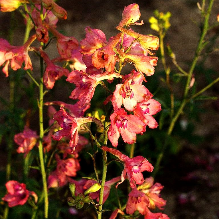 Ruys Rittersporn 'Pink Sensation' (Delphinium x ruysii)