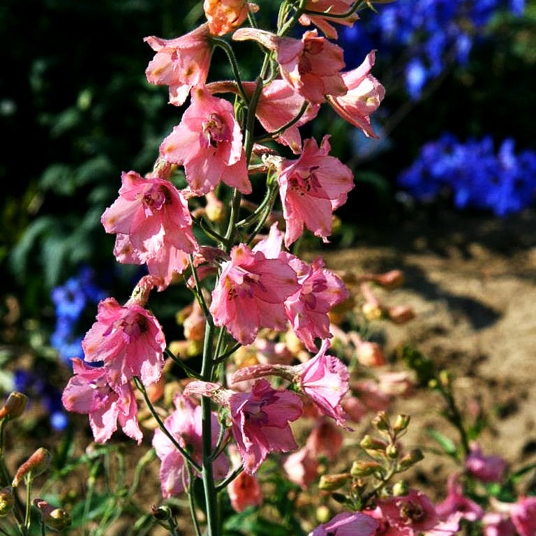 Ruys Rittersporn 'Pink Sensation' (Delphinium x ruysii)
